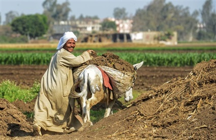 الفلاح المصري 