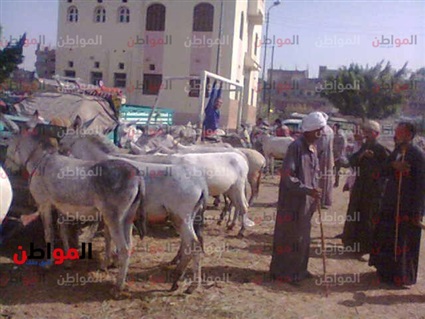 فيديو| مركز شباب