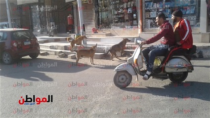 صور| انتشار الكلاب